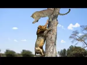 Video: BRAVE ANIMALS Taking on Lions, Leopard vs Lion